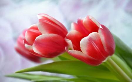 Чи буде вихідний 8 березня 2025 року: скасували це свято в Україні чи ні