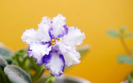 f4b4e82c84f1a5d514a7db0c32b5513f_20.02.25_1