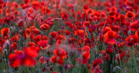 ffb9b35d1e093badf37dac411b237a8c_04.06.25_1