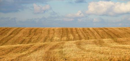 В Україні помітно переписали ціни на землю: скільки коштує гектар