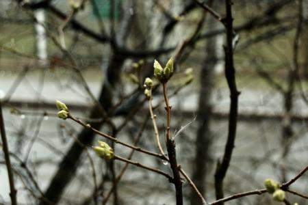 В Україні в найближчі дні переважно без опадів, дощі повернуться в неділю