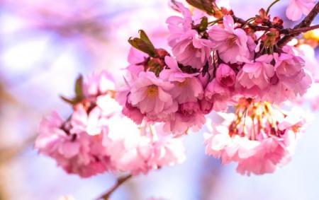 japanese_cherry_blossom_1835900_1920_1_650x410_05.03.23