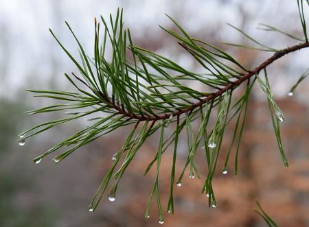 rain-drops-on-pine-needles-rain-drops-pine-tree_26.12.23