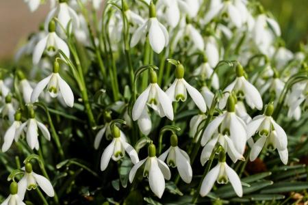 snowdrop-2119105_1920-e1489385244159_25.01.24