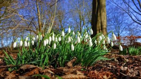 snowdrop-3179211_1280-768x432_25.02.24