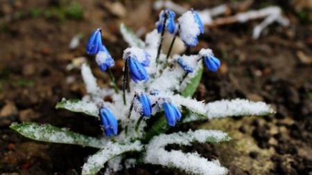 snowdrop_4762390_1920_480x270_23.02.23