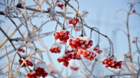 viburnum-3060769_1280_24.11.24_1