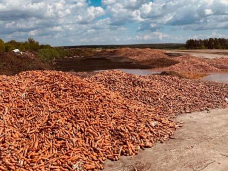 Под Киевом обанкротившийся фермер выбросил тонны моркови 