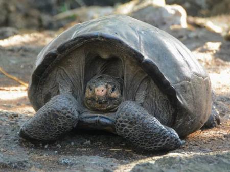 На Галапагоссах нашли считавшийся вымершим вид гигантских черепах 