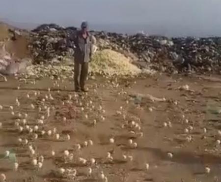 В Грузии из выброшенных на свалку яиц вылупились сотни цыплят