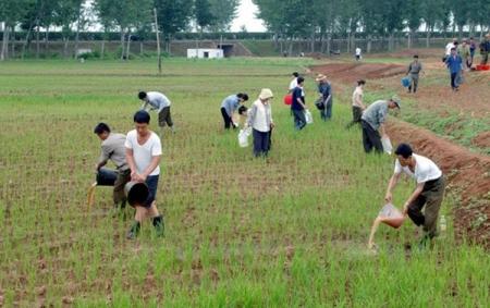 В Северной Корее голод грозит для 10 млн человек 