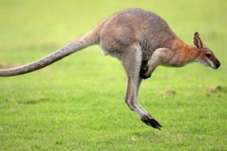На пустых улицах в Австралии заметили кенгуру 