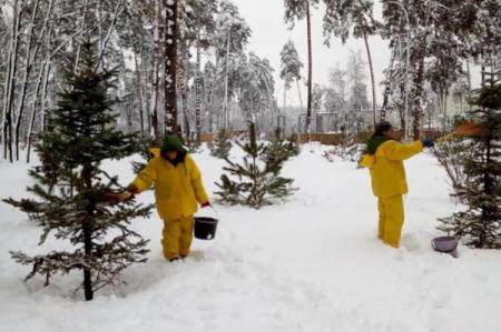 В Киеве коммунальщики обработали елки вонючей жидкостью
