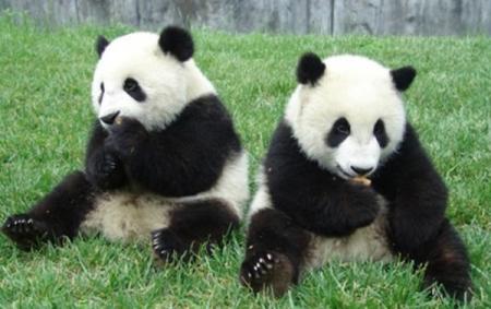 В Китае туристы больше не будут фотографироваться с пандами 