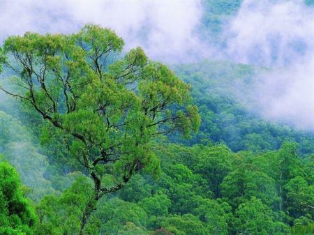 На продаже чистого лесного воздуха мужчина из Китая заработал $600 тыс за год