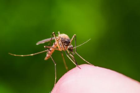«Ранок з Україною»: эксперты развенчали мифы о комарах и рассказали, чем они опасны