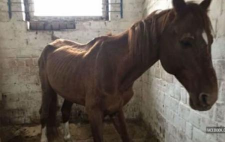 В Киеве в конноспортивном клубе заморили голодом лошадей 