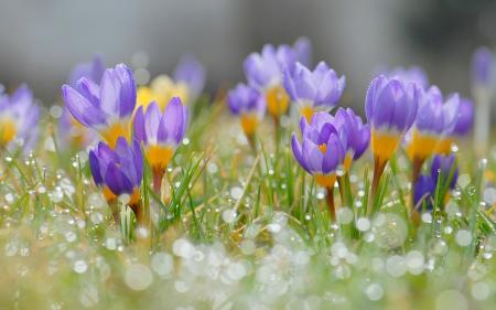 В Україну йде справжня весна – буде до +19 градусів: синоптик назвала дати потепління