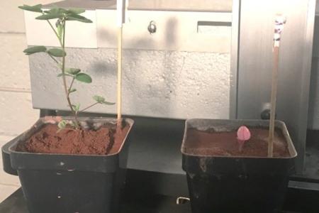 Найден простой способ выращивать растения на Марсе 