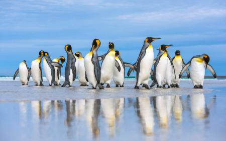 Гигантская колония королевских пингвинов рекордно сократилась 