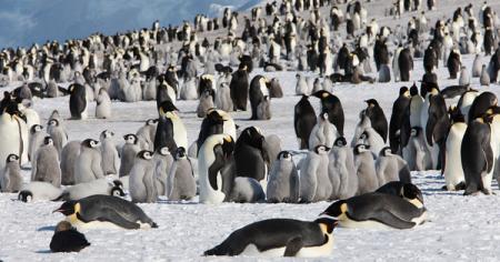 В Антарктиде нашли гигантскую колонию пингвинов 