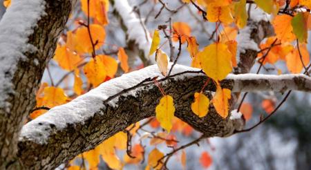 Мороз, туманы и дожди: синоптики сказали, каким будет начало ноября