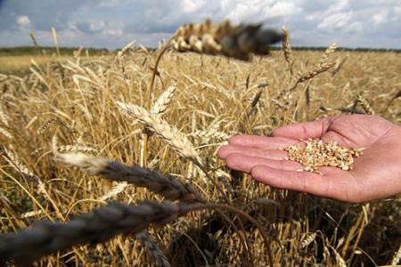Предприятия Ирана будут выращивать зерновые на 1200 гектарах в Одесской области