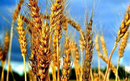 Wheat1-15970-28766