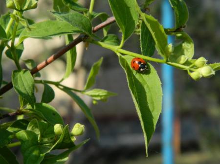 Ykraina_Pogoda_25.05.18