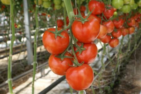 Экспорт томатов из Украины практически остановился из-за недостатка продукции из теплиц