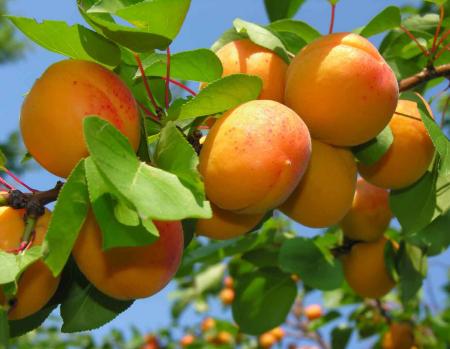 Сезон абрикосов: 4 десерта из полезного фрукта