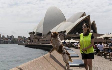 В Австралии ввели собачьи патрули для борьбы с чайками