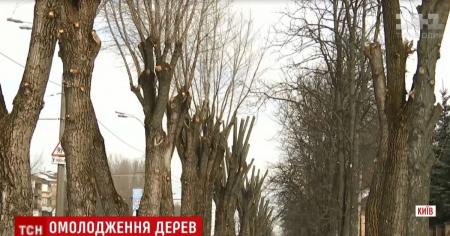 Киевлянам напомнили, почему необходимо обрезать деревья