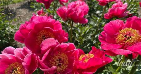 0908e505297e0649d77cfc419591894f_28.04.26_1