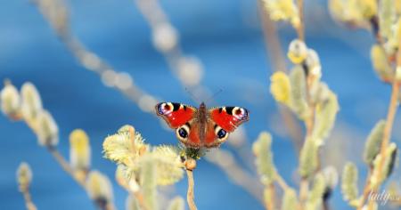 0c135b33abf2581257efa0a940243395_17.03.26