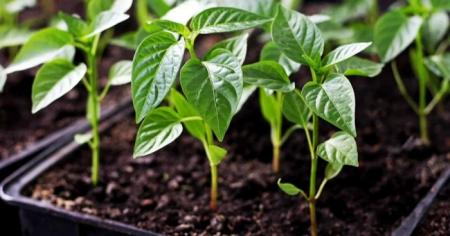 0e2ed1665025755c0679dc09be064acf_19.03.26_1