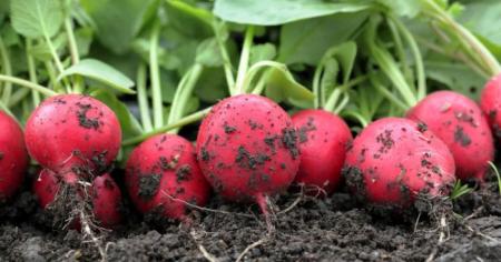 13c96560ea59214a516d4ea8bc7d07af_04.04.26_1