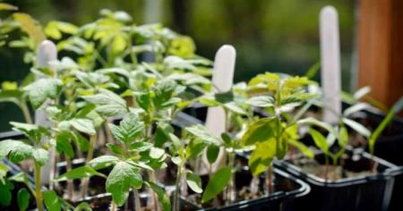 Чим підживити розсаду помідорів щойно з’явився перший лист