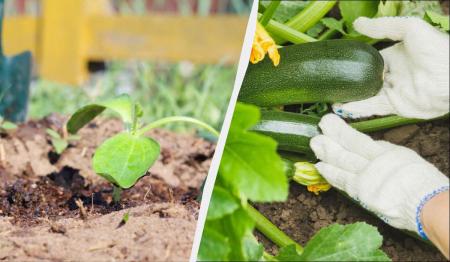 Починати саджати кабачки насінням можна лише з цього дня: не раніше, не пізніше