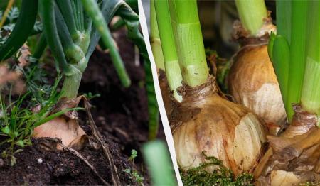 1775142490-6056_06.04.26