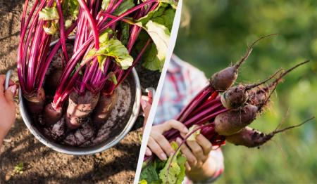 1775456012-1104_09.04.26