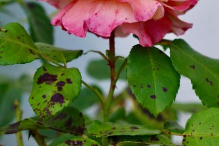 1775548964-3705_13.04.26