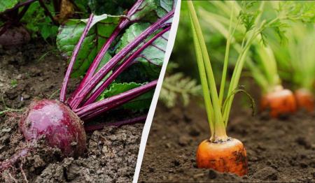 1775569831-9512_09.04.26