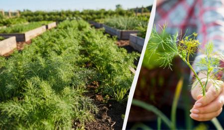 1775740972-8230_12.04.26