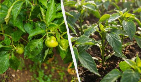 1775799487-6810_12.04.26