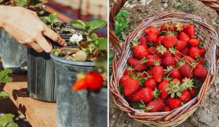 1776086710-9138_16.04.26