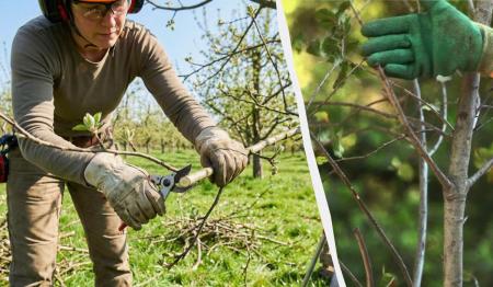 Одна помилка – і гілки почнуть гнити: 5 основних правил обрізки дерев