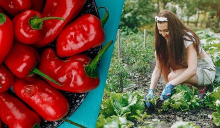 1776841044-9052_25.04.26