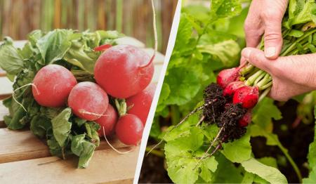 1777010120-7735_26.04.26