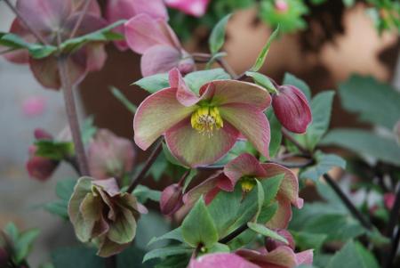 1777032108-1062_28.04.26